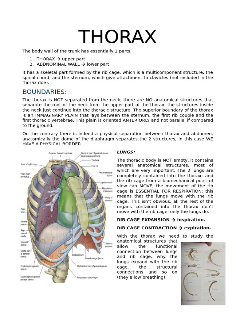 Anatomy and Function of the Thorax | PDF | Thorax | Esophagus