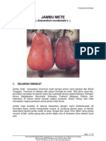 Download Jambu Mete by dhiforester SN8735667 doc pdf