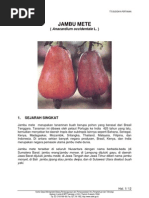 Download Jambu Mete by dhiforester SN8735667 doc pdf