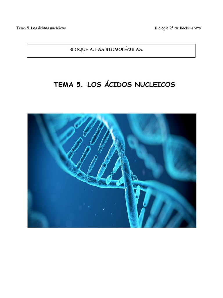 Tema 5 Ácidos Nucleicos | PDF | Rna | Adn