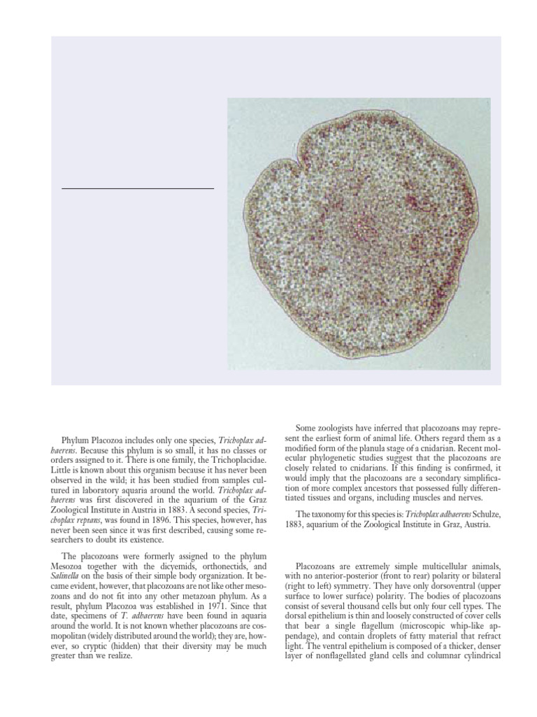 Placozoa: Evolution and Movement | PDF | Biology | Zoology