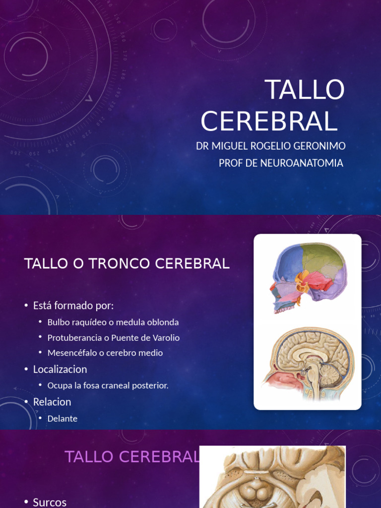Anatomía y Funciones del Tallo Cerebral | PDF | Anatomía humana ...