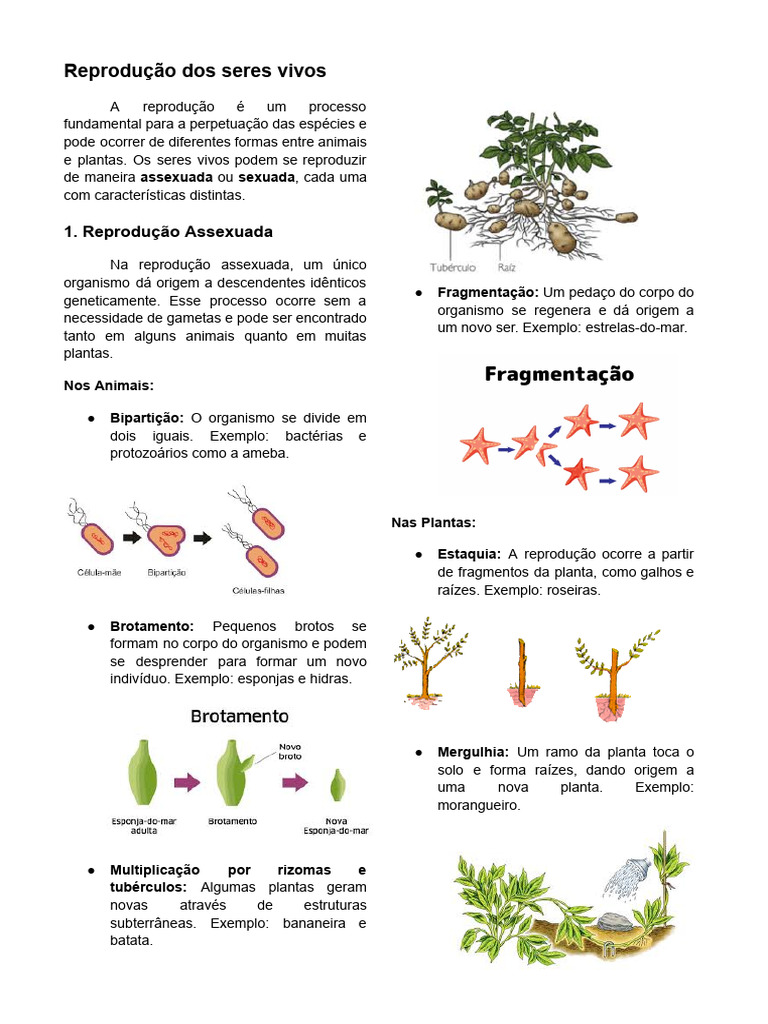 Tipos de Reprodução dos Seres Vivos | PDF | Reprodução | Plantas
