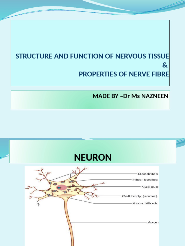 Structure and Function of Nervous Tissue | PDF | Axon | Neuron