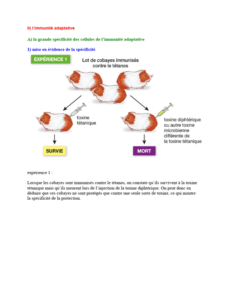 Spécificité de l'immunité adaptative | PDF | Antigène | Lymphocyte