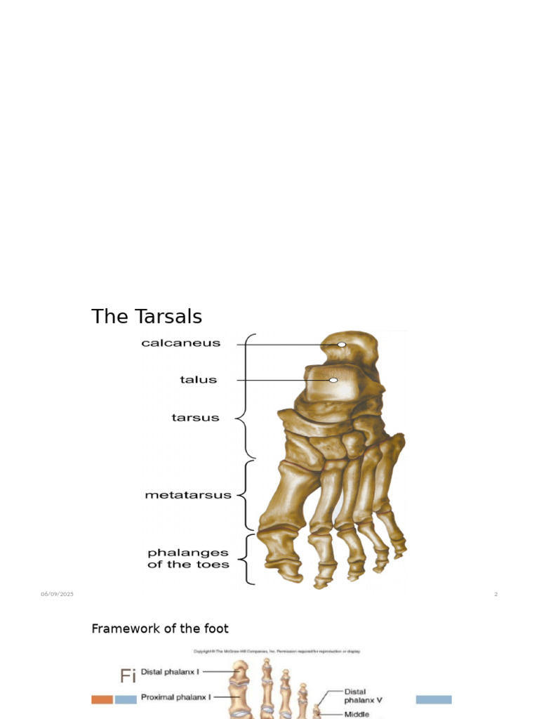 Anatomy of Tarsal Bones in the Foot | PDF | Foot | Ankle