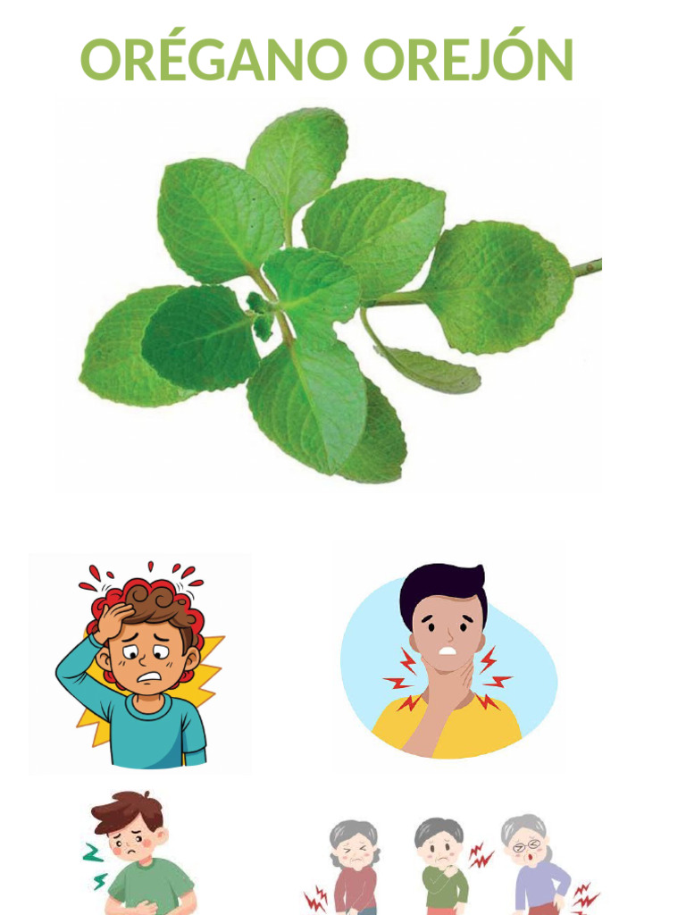 Oregano Orejon | PDF