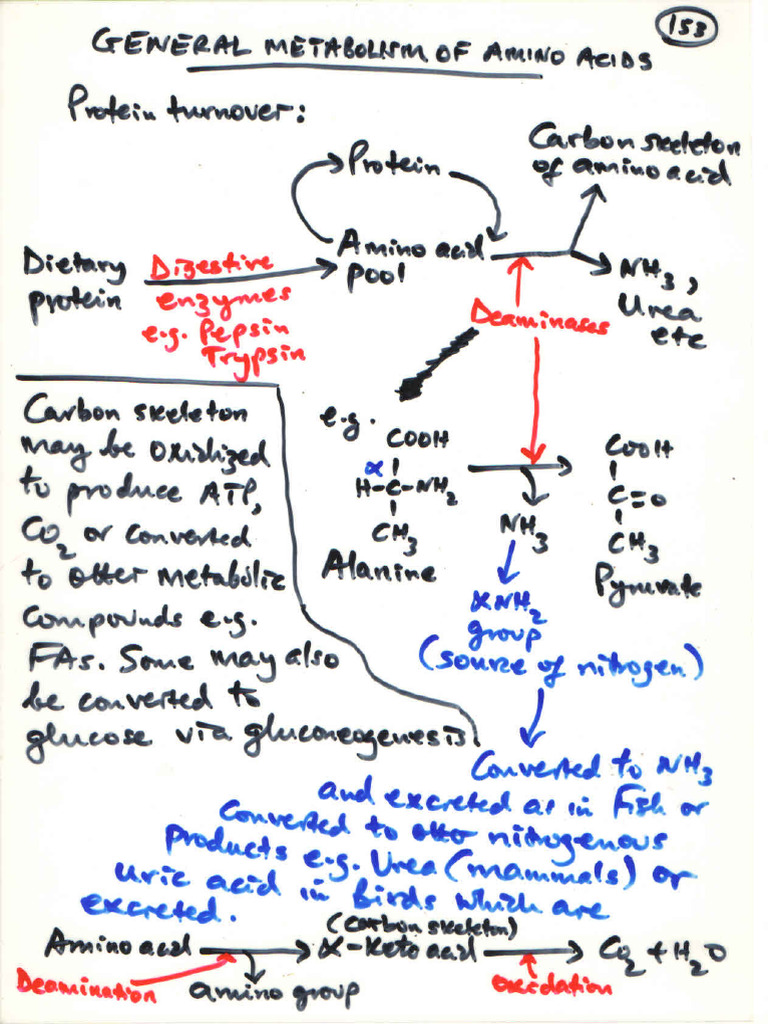 Amino Acid Metabolism | PDF
