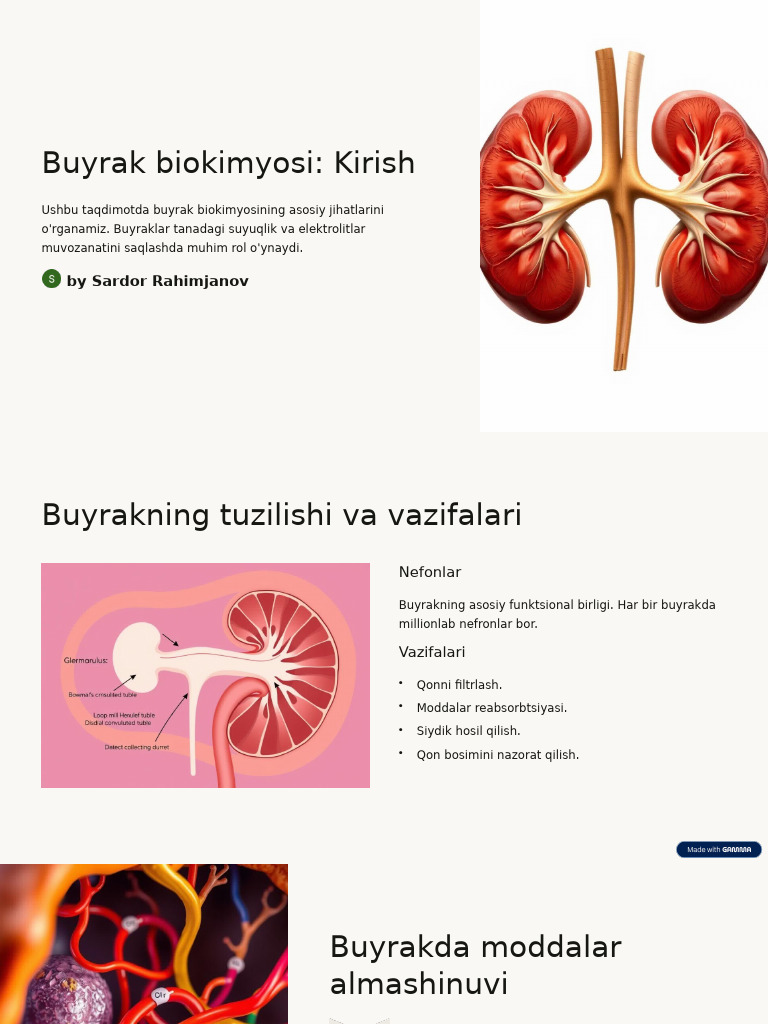 Buyrak Biokimyosi Kirish | PDF