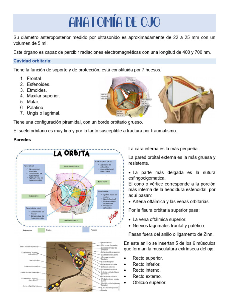 Anatomia de Ojo y Vias Visuales | PDF | Anatomía | Anatomía humana