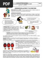 Download Guia n3 Excrecion en Los Seres Vivos by Rubi Cardenas SN87398161 doc pdf