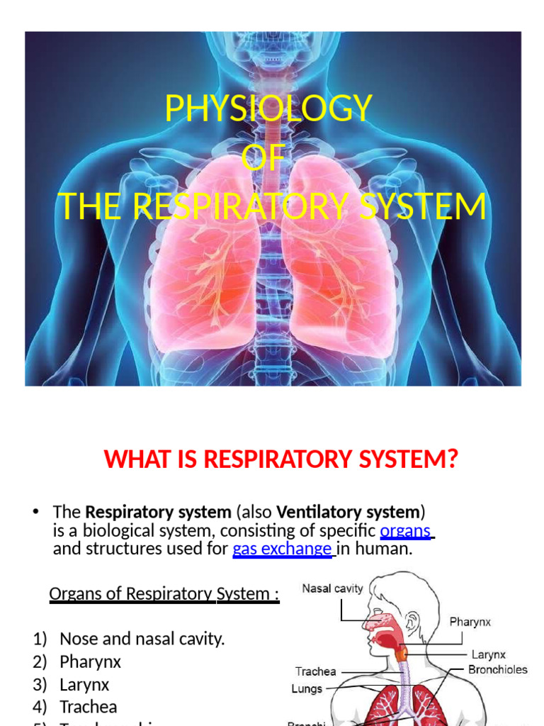 Physiology of Respiratory System New | PDF | Lung | Respiratory Tract