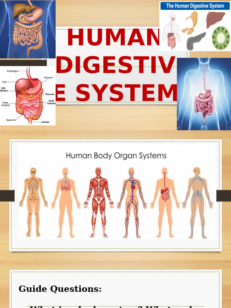 Human Digestive System | PDF | Digestion | Stomach