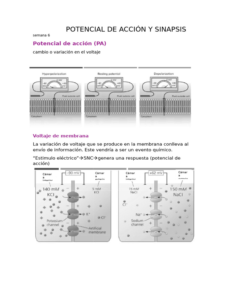Potencial de Acción y Sinapsis Semana 6 | PDF | Sinapsis | Potencial de ...