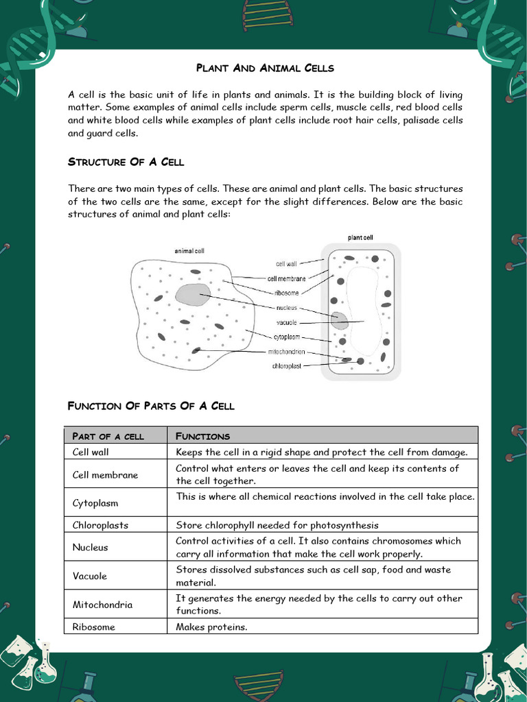Plant and Animal Cells | PDF
