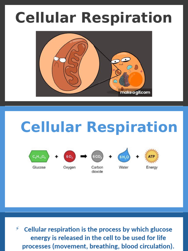Cellular Respiration Overview | PDF