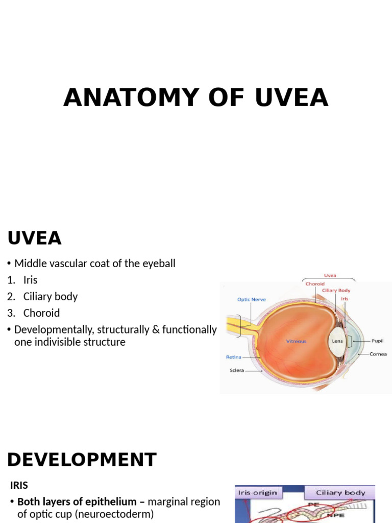 Anatomy of Uvea | PDF | Vein | Epithelium