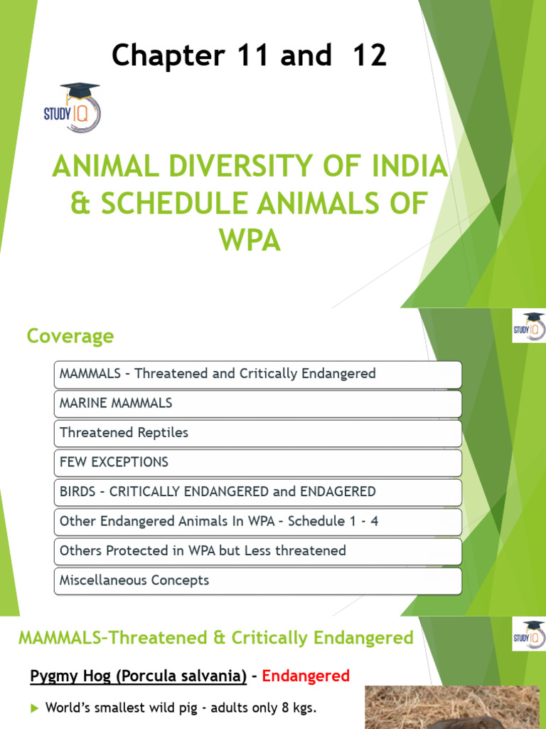 Endangered Species of India | PDF | Marsupials | Himalayas