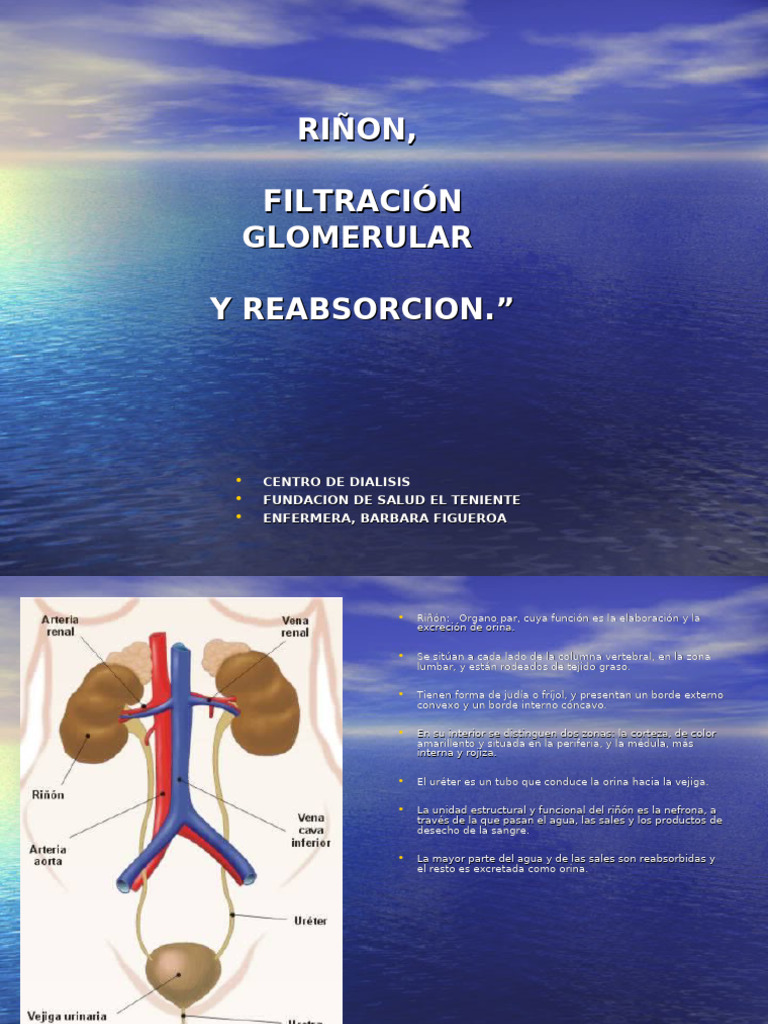 Funcion de Los Tubulos Renales | PDF | Riñón | Sistema urinario