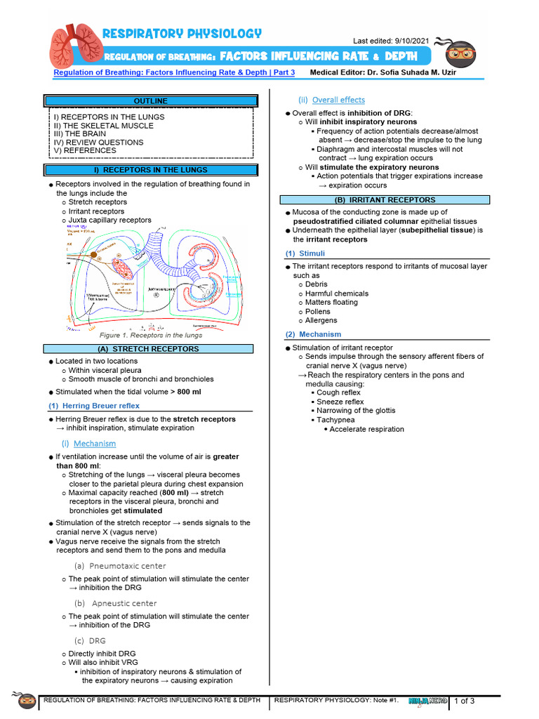 Regulation of Breathing | PDF | Lung | Respiratory System