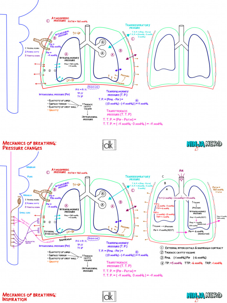 Mechanics of Breathing | PDF