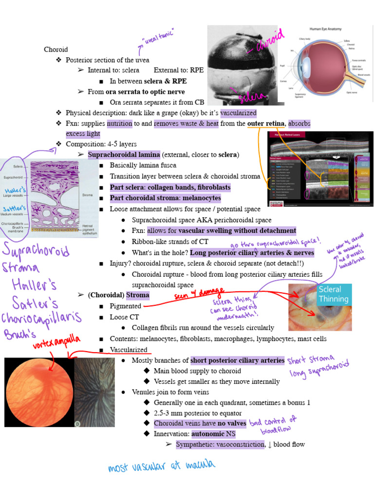 Anatomy and Function of the Choroid | PDF | Retina | Blood Vessel