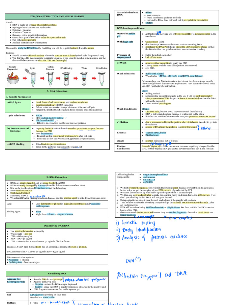 DNA/RNA Extraction and Visualization Guide | PDF | Agarose Gel ...