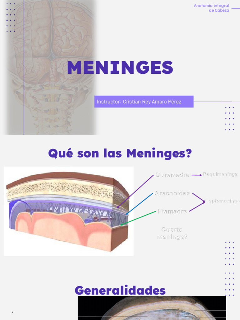 Meninges | PDF