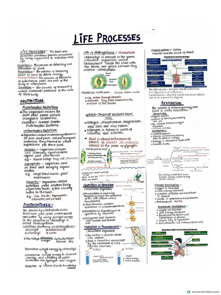 Life Processes | PDF