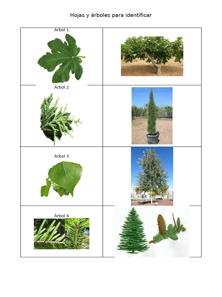 hojas-y-rboles-pdf