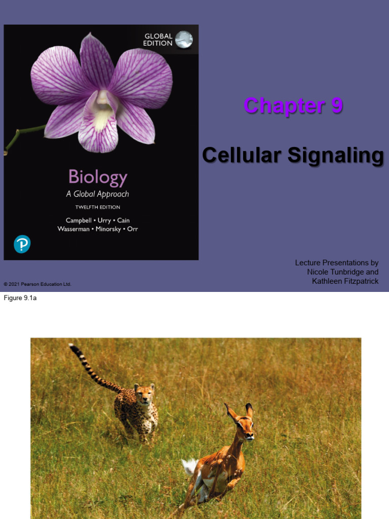 Cell Signaling: Mechanisms and Pathways | PDF | Cell Signaling | Signal ...