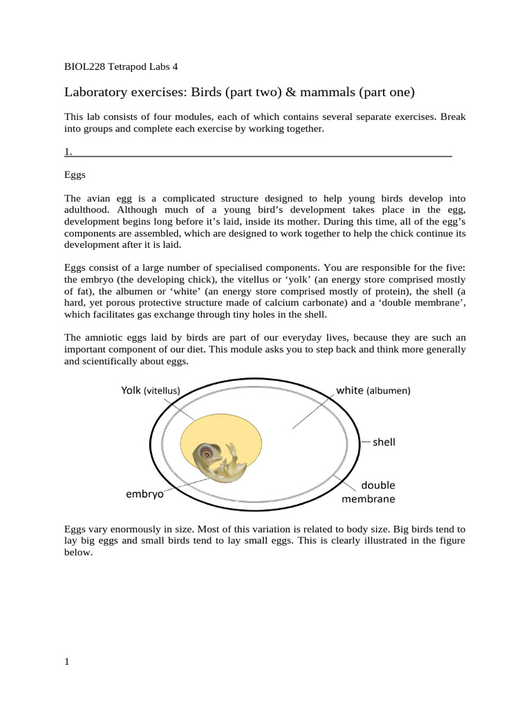 Tetrapod Lab: Bird & Mammal Eggs | PDF | Hominidae | Bird Migration