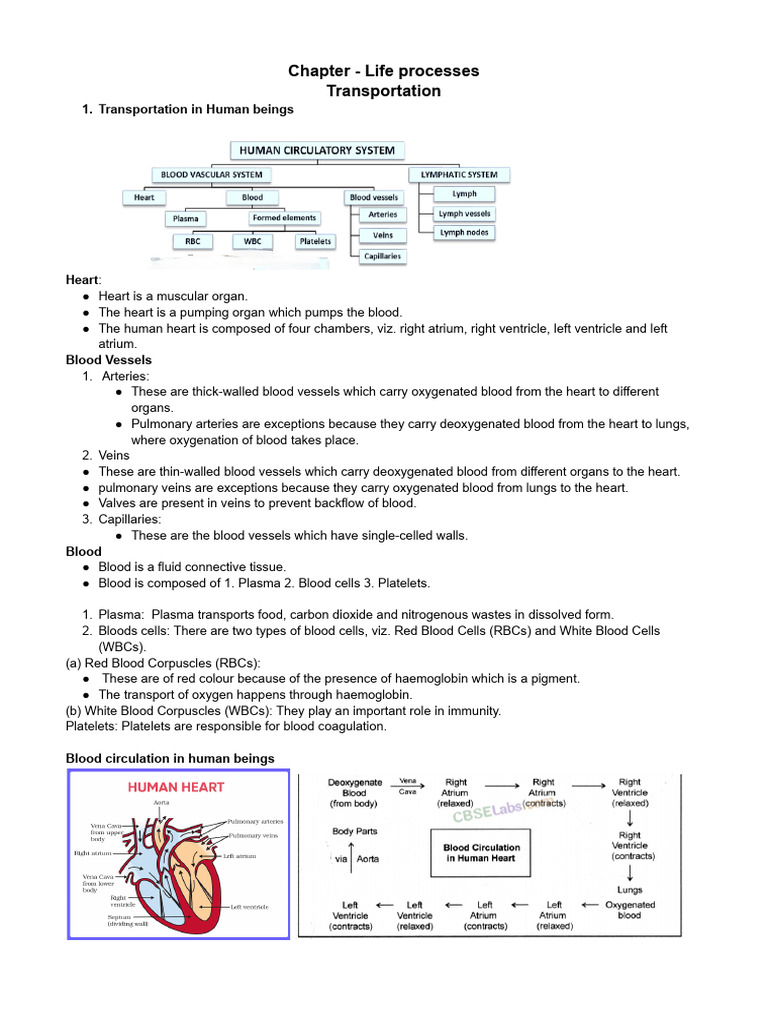 Human Transportation and Excretion Processes | PDF | Kidney | Blood