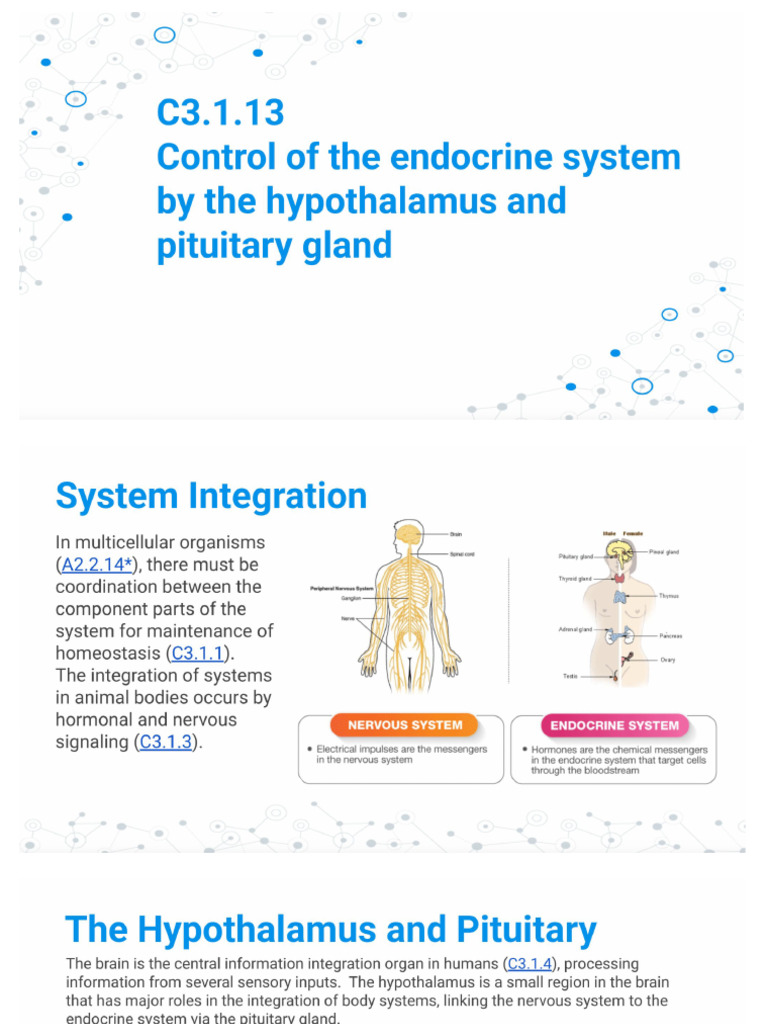 C3.1.13 Control of Endocrine System | PDF
