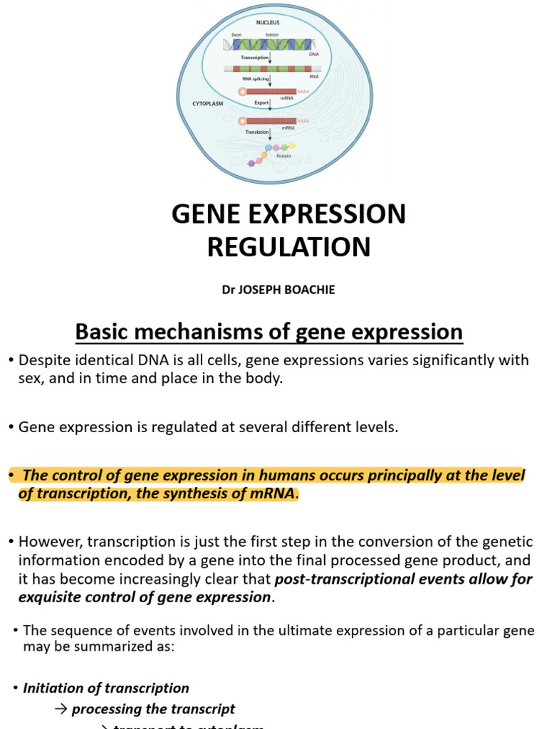 Gene Expression Regulation Mechanisms | PDF | Operon | Repressor