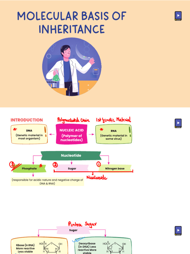 Molecular Inheritance Overview | PDF | Dna | Messenger Rna