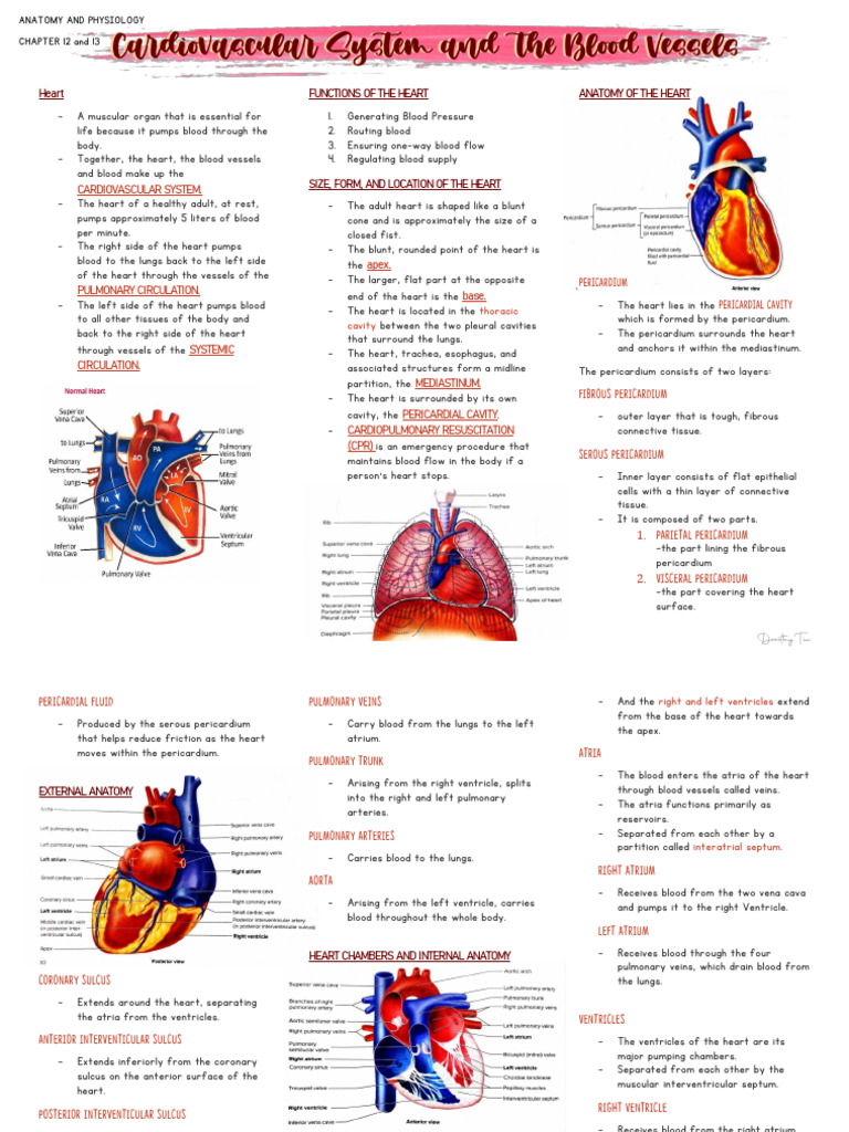 Anatomy and Functions of the Heart | PDF | Heart Valve | Heart