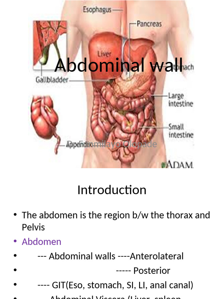 Anatomy of the Abdominal Wall | PDF | Abdomen | Musculoskeletal System