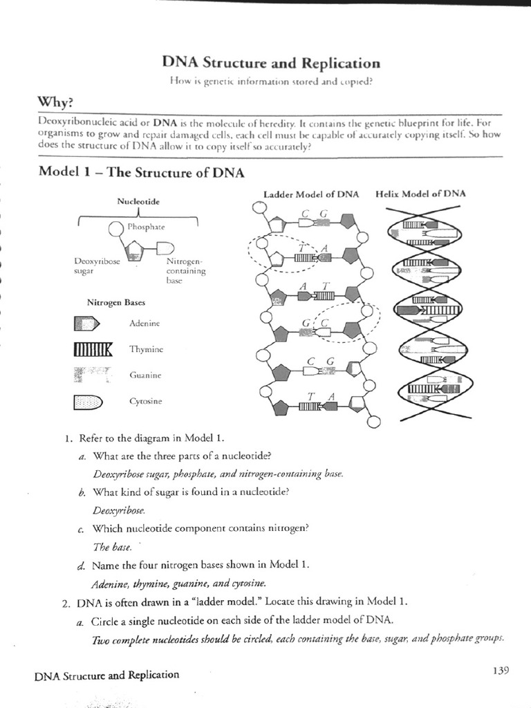 Pogil - Dna | PDF