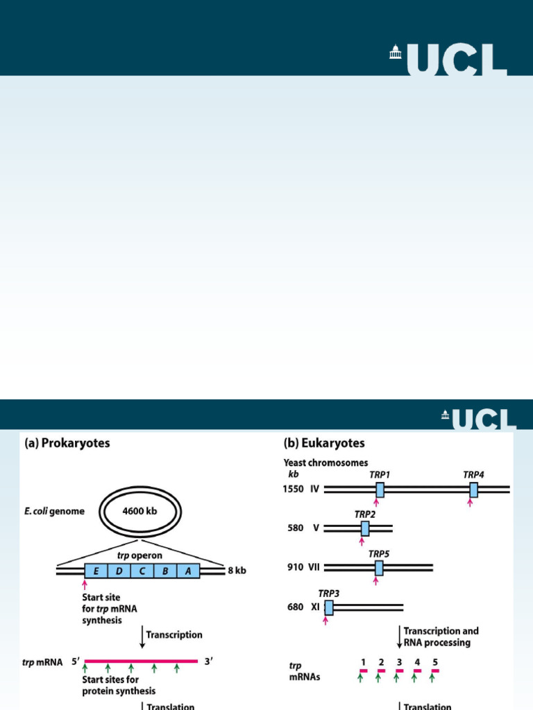 BIOC0007 Lecture 8 2024-25 | PDF | Dna Methylation | Regulation Of Gene ...