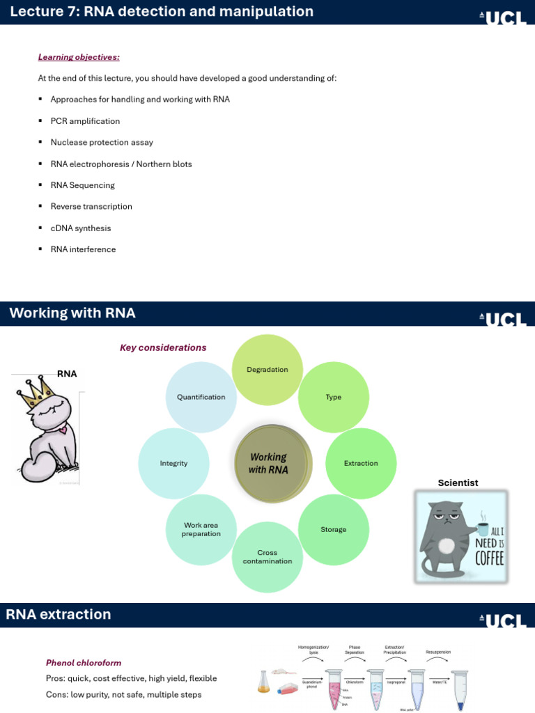 RNA Detection and Manipulation Techniques | PDF | Small Interfering Rna ...