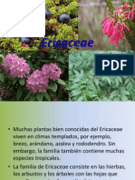 Ericaceae