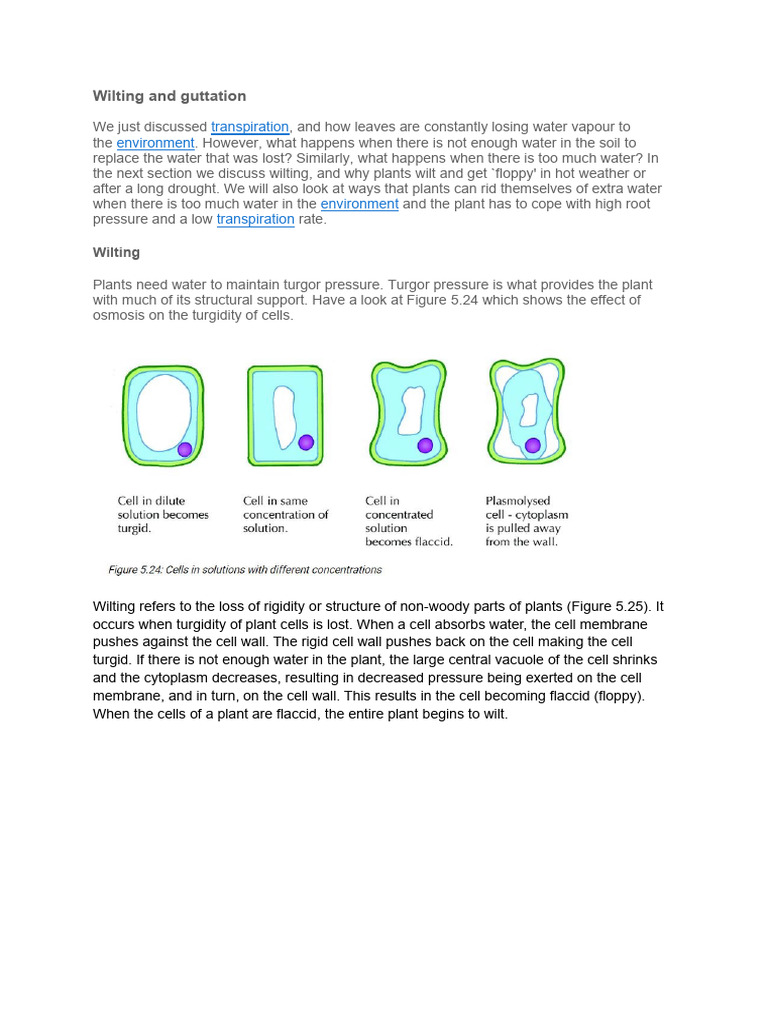 Wilting and Guttation in Plants | PDF | Biology | Organisms