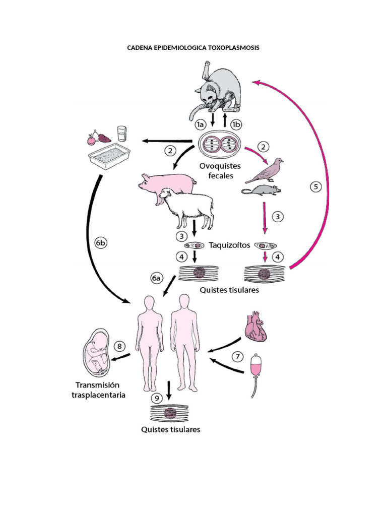 CADENA EPIDEMIOLOGICA TOXOPLASMOSIS | PDF | Enfermedades y trastornos ...