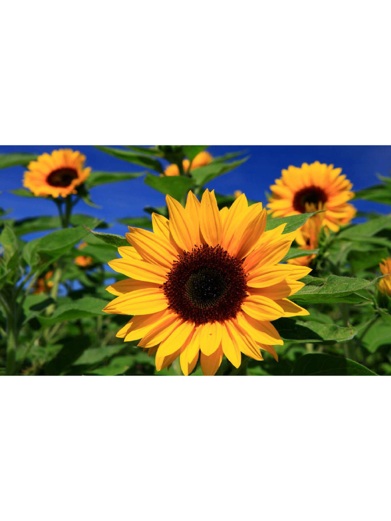 Sunflower | PDF