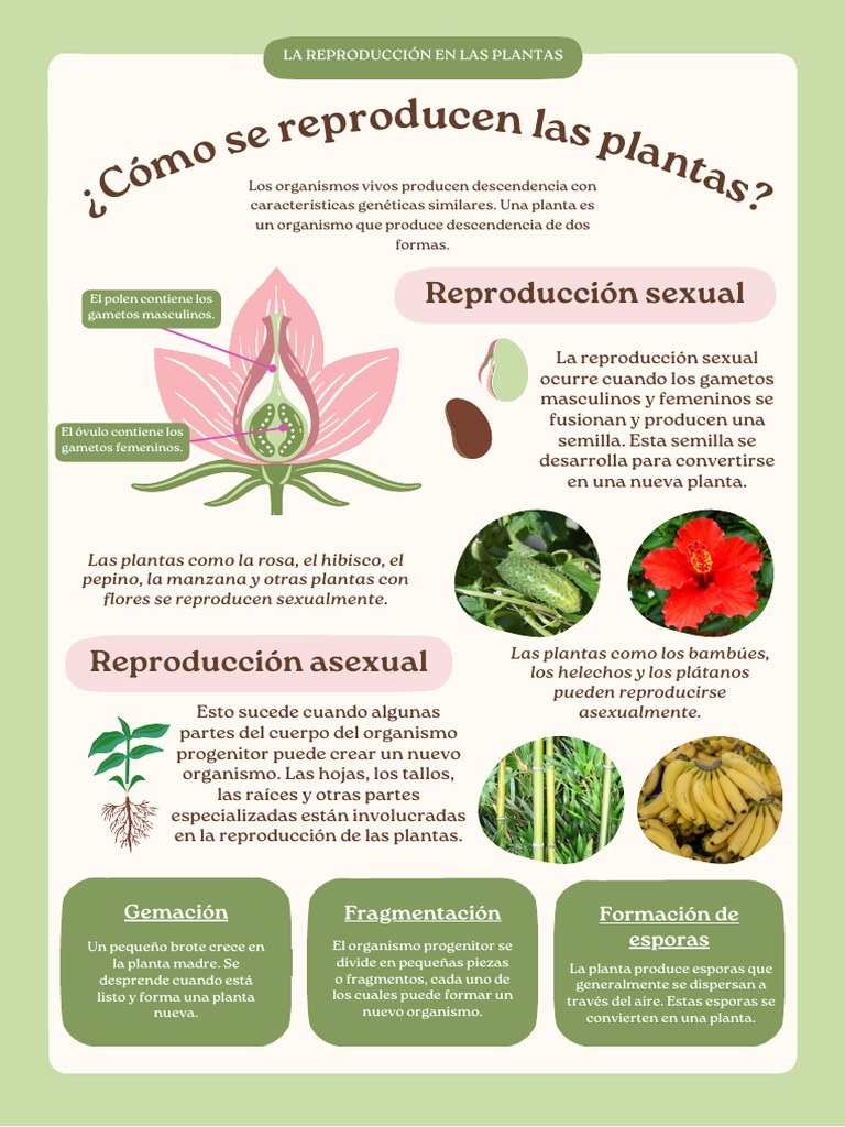 Reproducción sexual y asexual en plantas | PDF | Reproducción sexual ...