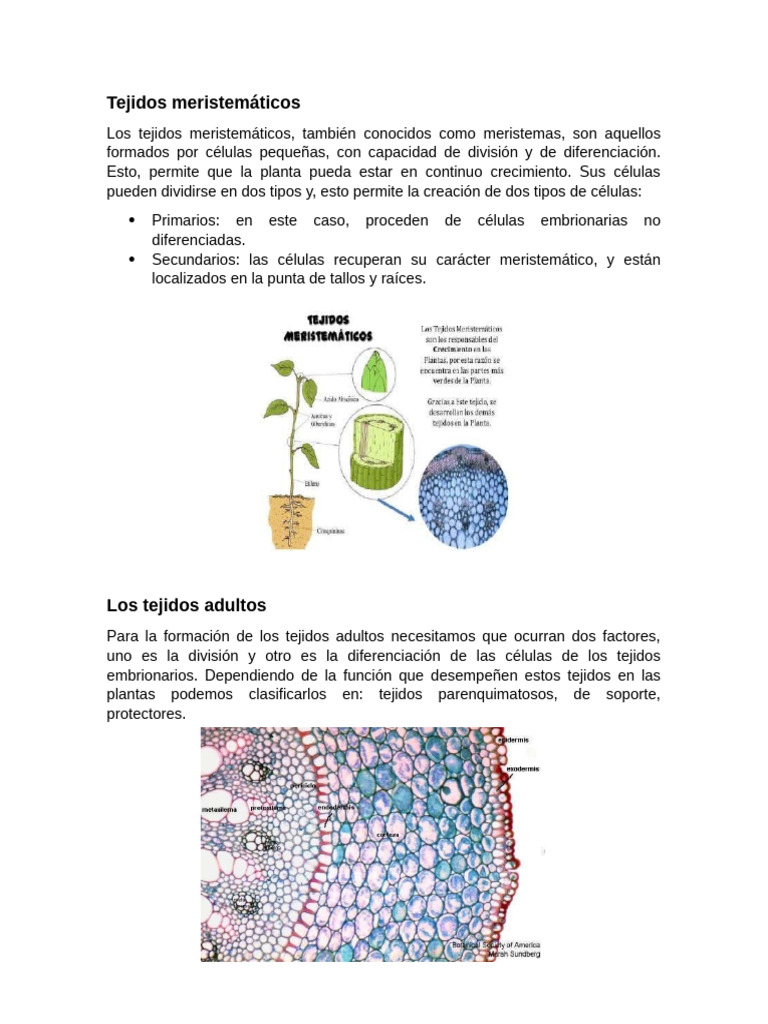 Tejidos Meristemáticos y Adultos en Plantas | PDF | Tejido (biología ...
