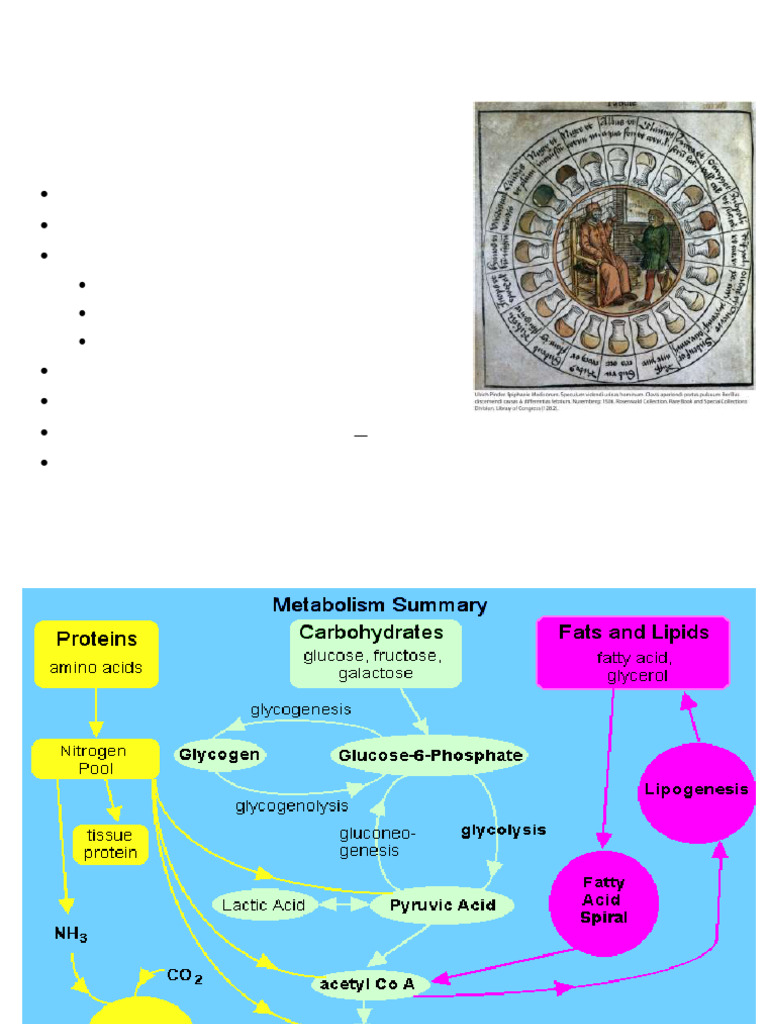 Unit 4 Protein Turnover and Amino Acids Metabolism | PDF | Transaminase ...