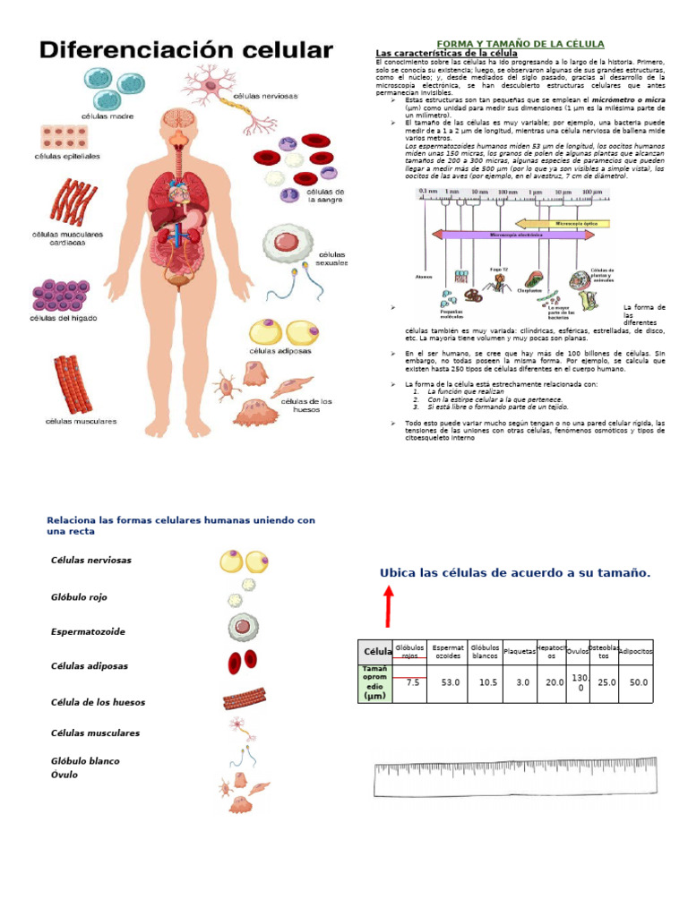Forma y Tamaño de La Célula | PDF | Biología Celular) | Micrometro