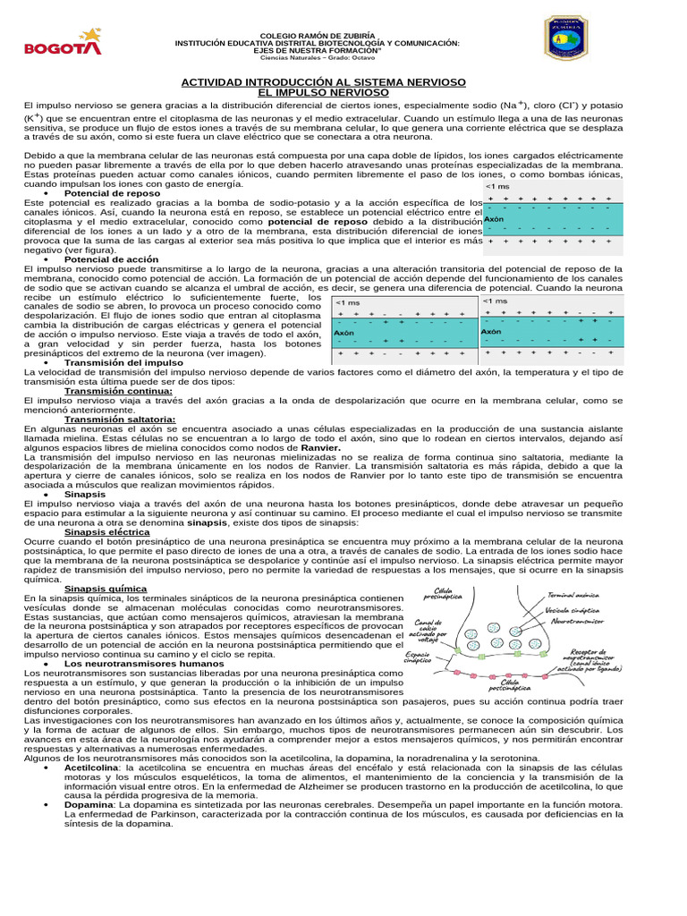 Impulso Nervioso y Neurotransmisores | PDF | Sinapsis | Potencial de acción